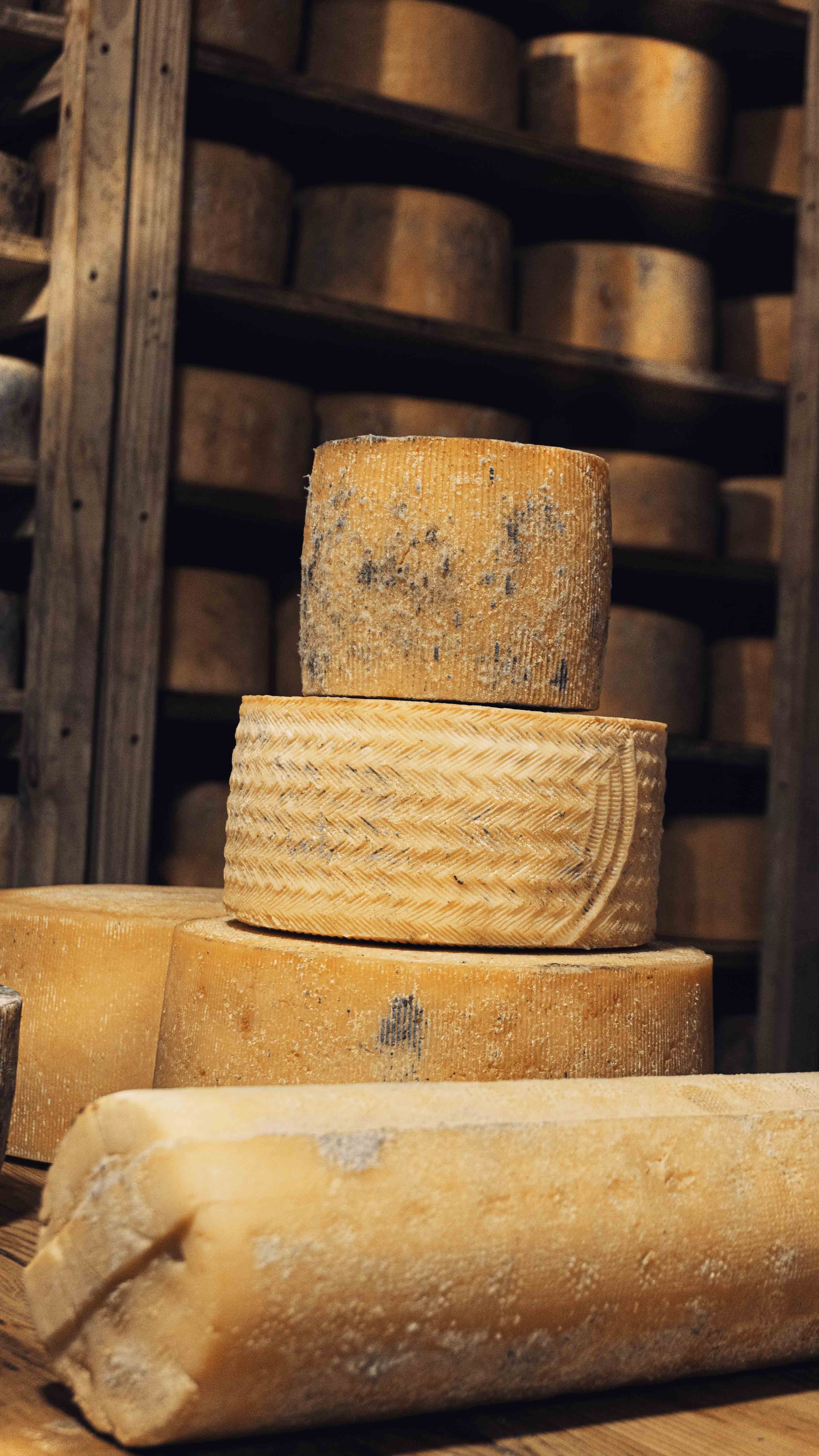 Quesos de oveja madurando en la cava familiar Zampa