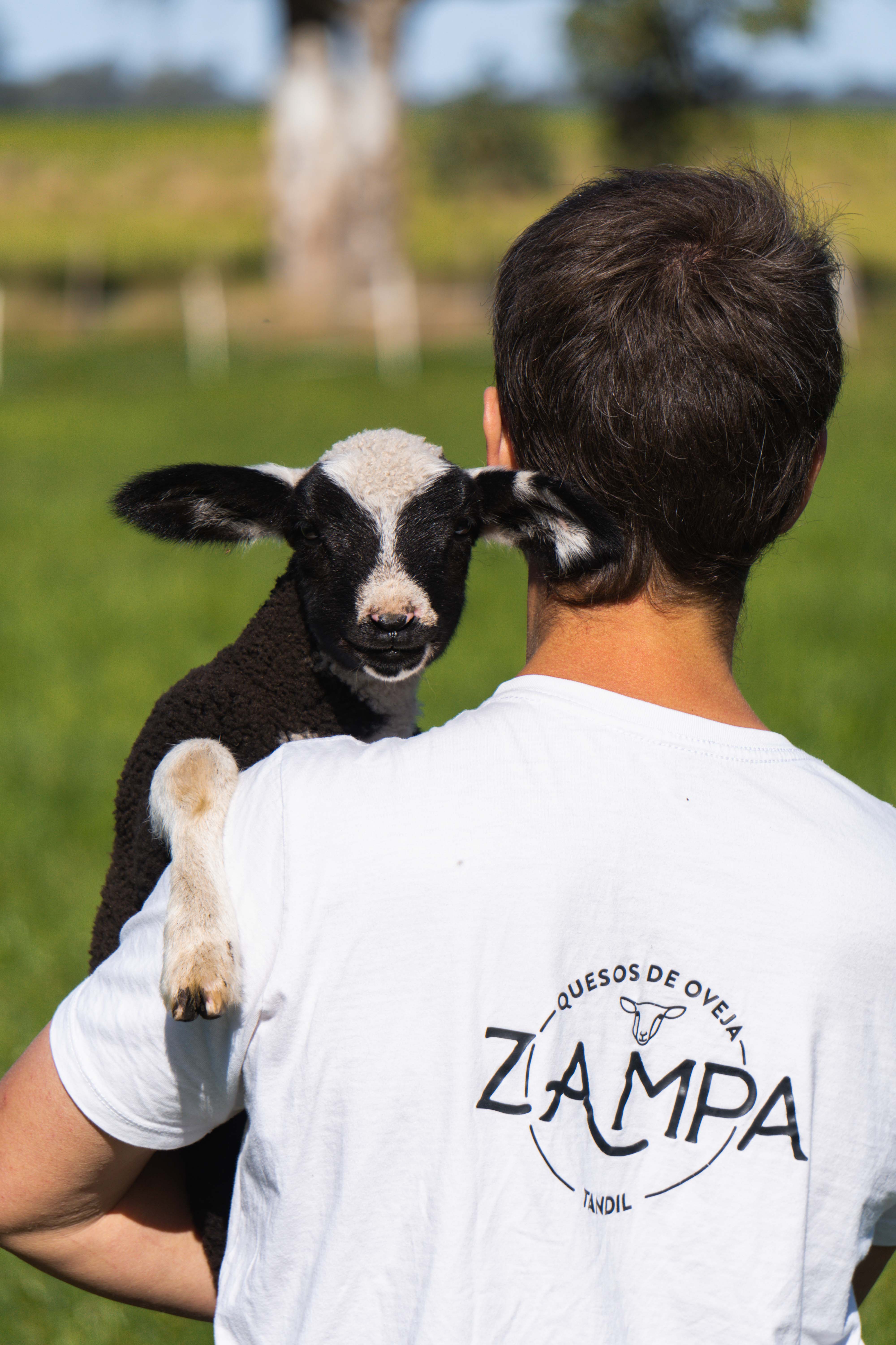 Quesos Zampa madurando