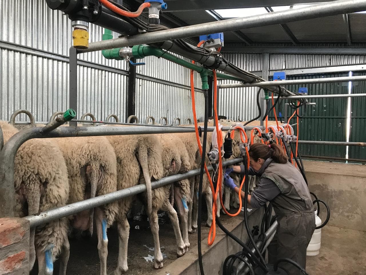 Producción de leche de oveja fresca y pura para elaboración de quesos